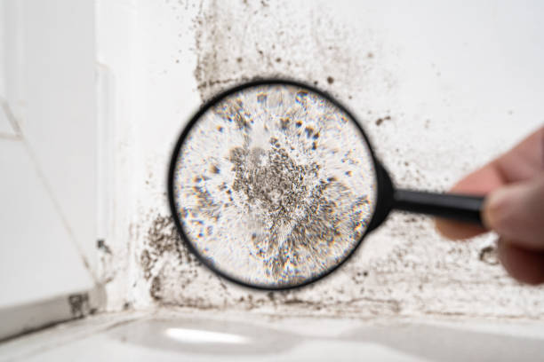 Why You Should Choose Our Mold Remediation Services in Yorketown, NJ